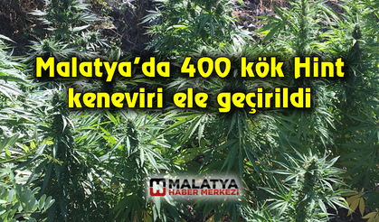 400 kök Hint keneviri ele geçirildi