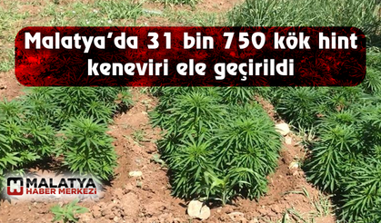 Malatya'da 31 bin 750 kök hint keneviri ele geçirildi