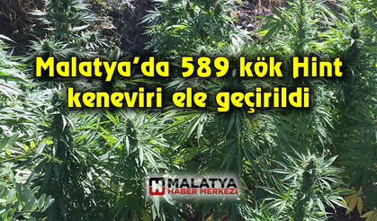 Malatya’da 589 kök Hint keneviri ele geçirildi