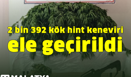 2 bin 392 kök hint keneviri ve 678 gram kubar esrar ele geçirildi.