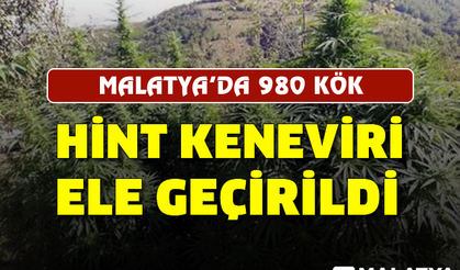 Malatya'da 980 kök Hint keneviri ele geçirildi