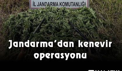 Jandarma’dan kenevir operasyonu