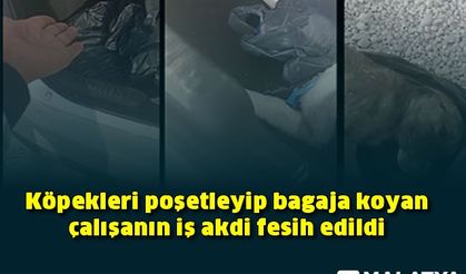 Köpekleri poşetleyip bagaja koyan çalışanın iş akdi fesih edildi